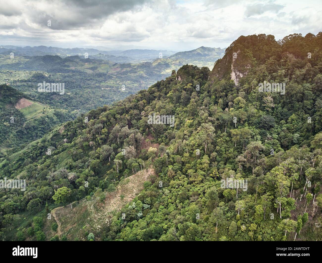 Le café Arabica se développe sur une vue aérienne sur le drone de haute montagne Banque D'Images