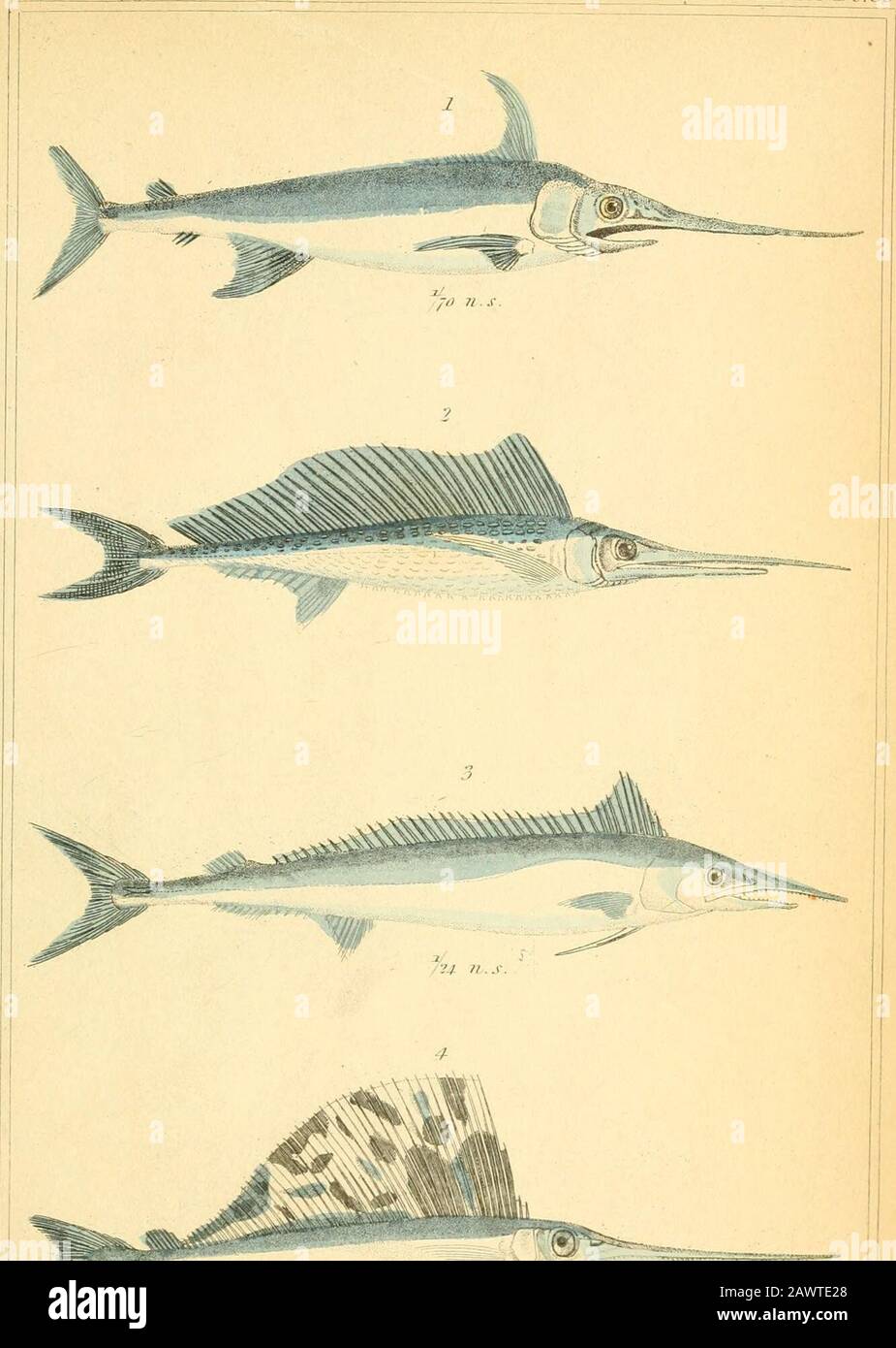 Le Royaume Animal Organise Selon Son Organisation Servant De Base A L Histoire Naturelle Des Animaux Et Une Introduction A L Anatomie Comparee Itetaptejos Y M Gt 2 S Cdfton Cf Tjhctctiaptt Ns Iklhc Jiii R I Cn3 Cn