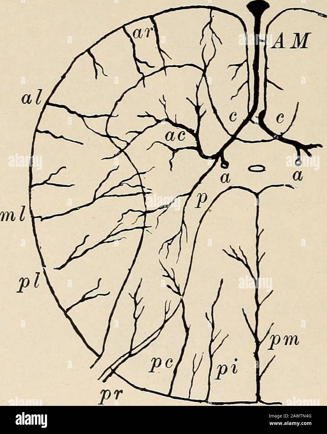 Maladies nerveuses et mentales . Fig. 126.—1, section du cordon montrant la division en trois districts artéria] (diagrammatique). Les pièces fournies uniquement par la médiane antérieure et ses branches sont grisées par des lignes parallèles. La partie fournie par les artères périphériques est grisée par des points. La partie fournie par les deux systèmes d'artères est non ombrée.2, section transversale du cordon montrant la distribution des artères antérieure et postérieure (après-Marie modifiée). Partie fournie par le système artériel postérieur avec des points. Pièce fournie par le système antérieur non ombré (Williamson). COMME. Fig. 127.—Artères de la cor rachidienne Banque D'Images