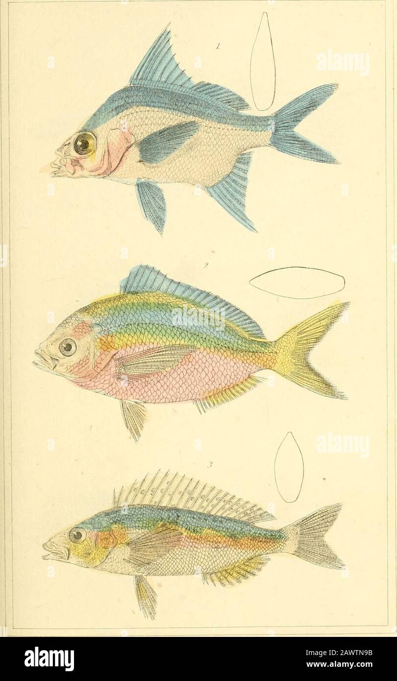 Le royaume animal, organisé selon son organisation, servant de base à l'histoire naturelle des animaux : et une introduction à l'anatomie comparée . dom il 36. Tri. 1 Gpit-ps phunieri.n-. 2. Caesio ervihroqasTcr TI. 3. Smans oJuyseli.!! J.mdt:n. G. lTcndjrsvii.3.0MJi.iil.-t/. .ArdmaL ITinqdcm. PL 37 ter. Banque D'Images