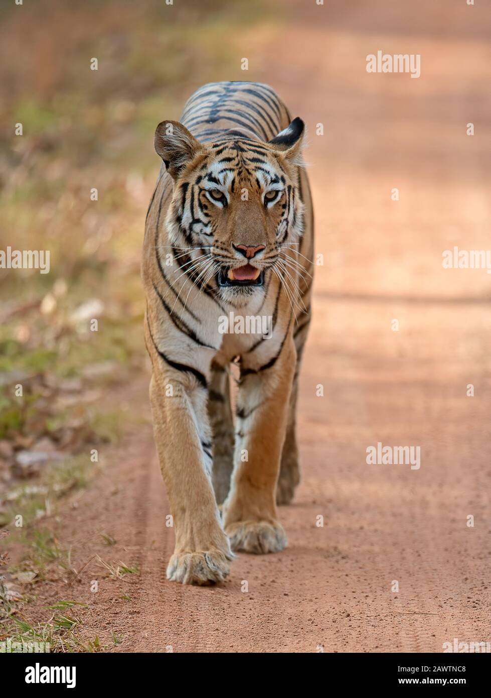 Tiger, Panthera tigris marchant sur la route vers caméra, Inde Banque D'Images