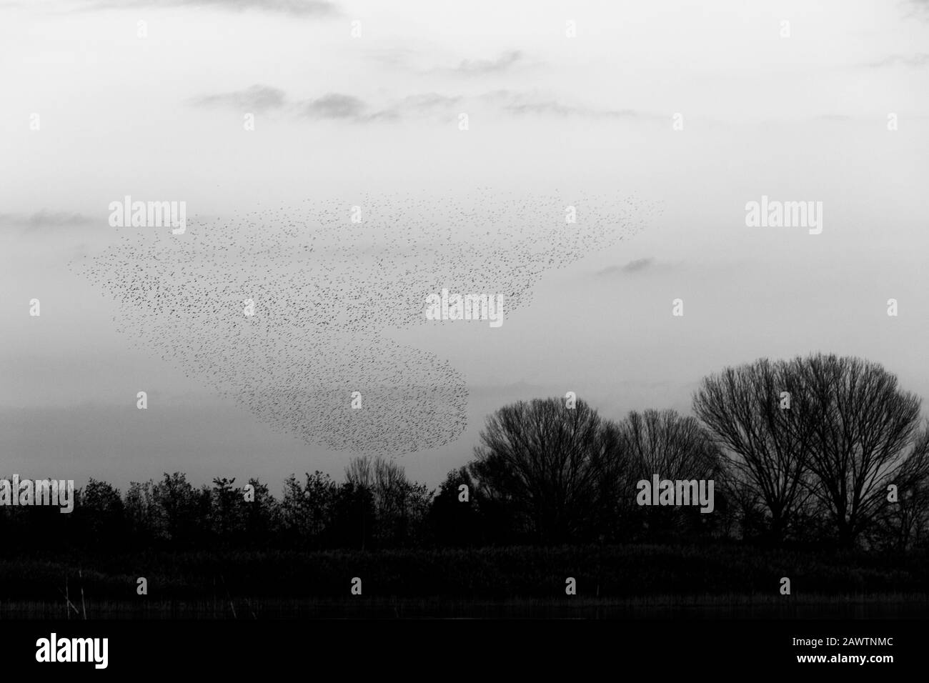 Nuée d'oiseaux de prendre une belle forme dans le ciel au-dessus de quelques arbres Banque D'Images