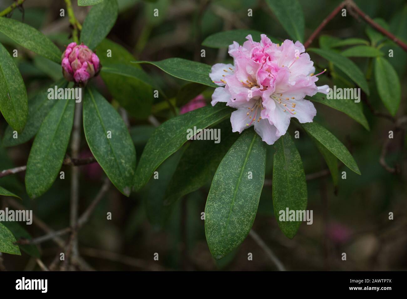Rhododendron 'Christmas Cheer'. Banque D'Images