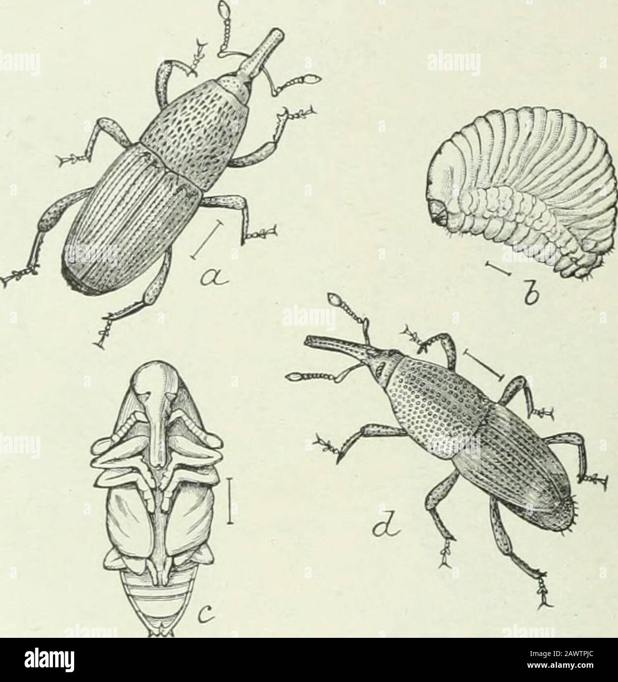 Entomologie économique pour les agriculteurs et les producteurs de fruits : et à utiliser comme livre de texte dans les écoles et les collèges agricoles . Sphenophoriis ochreus.—Adulte, larve, et travailler dans les racines o(Scirpus. Couvrant avec toile ou matériel similaire pour empêcher le toorapid échapper aux fumées qui imprègnent progressivement l'entiremass du grain, tuant tout dans lui. Fermer la série nous avons les scolytes d'écorce, ou Les Scolytids, certains d'entre eux appelés les borers de trou de tir des petits trous ronds avec les bords noircis qu'ils font dans le bois et l'écorce. Les espèces de Manyspecies font des terriers à la figure belle entre l'écorce et le bois de sève, qui Banque D'Images