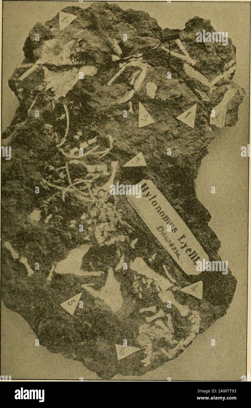 Le magazine géologique . oscope montre les felsrs tricliniques habituels et le pyroxène vert, les cristaux et fragments de felspath étant particulièrement abondants, togetheravec de fines particules de poussière volcanique et de verre. Il y a aussi des aiguilles verysprêteur d'un minéral brun-jaune très réfractant, qui a une grande partie de l'apparence de rutile, un minéral à peine à se beattendu dans un tel lien. L'île Falcon est entrée en vigueur à cause d'une éruption volcanique qui s'est produite en 1885.^ la masse principale de l'islandse compose d'une fine cendre grise, principalement des morceaux incohérents, mais contenant des miettes. Le sho du microscope Banque D'Images