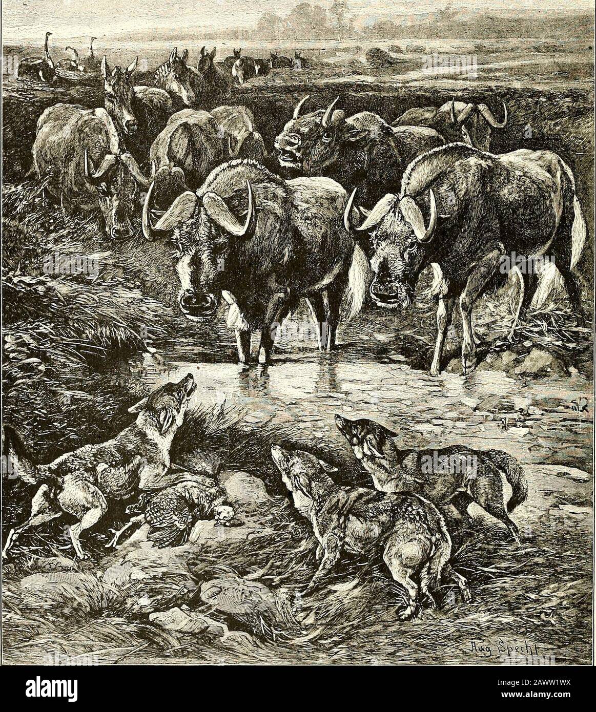 Tout sur les animalsFacts, les histoires et les anecdotes . PRINTEMPS-BUCK AMÉRICAIN. Le Printemps-buck américain est une antilope qui se trouve dans les Prairies des États occidentaux. Ils se déplacent dans de grands troupeaux, qui sont quelque temps vu dans un district, puis ils disparaissent et apparaissent dans une toute nouvelle localité. Le Spring-bok africain est encore trouvé en grand nombre dans tout le Transvaal et l'Etat libre d'Orange. Dès 1891, les boks de printemps ont fait de l'amigration vers le nord en direction de la rivière Zambesi. Ils ont pris plusieurs jours pour passer à la station de campagne d'anup, et les éleveurs de moutons, qui sont habitués à faire des hypothèses de précision sur les nombres Banque D'Images