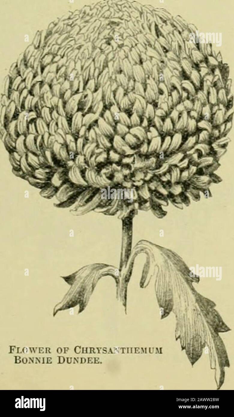 Le supplément du siècle au dictionnaire du jardinage, une encyclopédie pratique et scientifique de l'horticulture pour les jardiniers et les botanistes . FLO. 254. MME CnRTSANTHEMUM. A. E. STUBDS.. Fjg. 255. Fleur de CurysantiiemumBonnie Dundee. Capable de développer de belles esturdyplants, avec une habitude flori-ferons, mentionné. Si les fonrbourgeons sont conservés atle point de l'eachshoot, et tous les autres sont enlevés, la plante va makea très bon displaypendant plusieurs semaines.boule de neige, blanc pur, valua-ble pour son lateble; Cheva-lier Domage, jaune profond, une ancienne faveur bien connue, Clara Jeal, blanc pur, une floraison n Banque D'Images