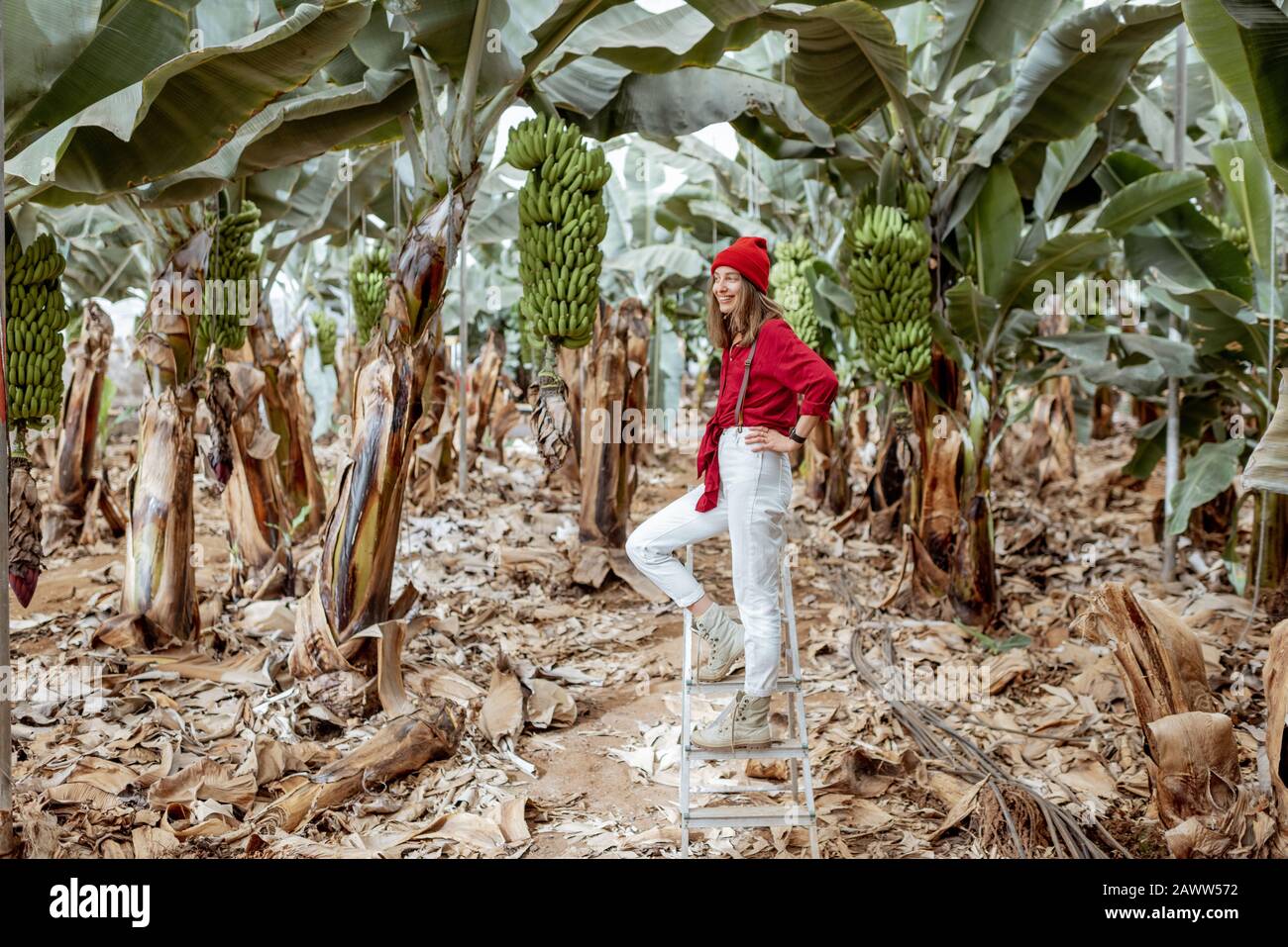 Belle plantation avec une riche culture de banane, portrait d'une femme touristique ou fermier vêtu de façon décontractée en rouge et blanc debout sur l'échelle. Concept de tourisme vert ou de production de fruits exotiques Banque D'Images Belle plantation avec une riche culture de banane, portrait d'une femme touristique ou fermier vêtu de façon décontractée en rouge et blanc debout sur l'échelle. Concept de tourisme vert ou de production de fruits exotiques Banque D'Images