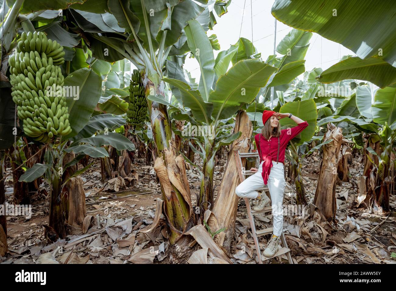 Belle plantation avec une riche culture de banane, portrait d'une femme touristique ou fermier vêtu de façon décontractée en rouge et blanc debout sur l'échelle. Concept de tourisme vert ou de production de fruits exotiques Banque D'Images Belle plantation avec une riche culture de banane, portrait d'une femme touristique ou fermier vêtu de façon décontractée en rouge et blanc debout sur l'échelle. Concept de tourisme vert ou de production de fruits exotiques Banque D'Images