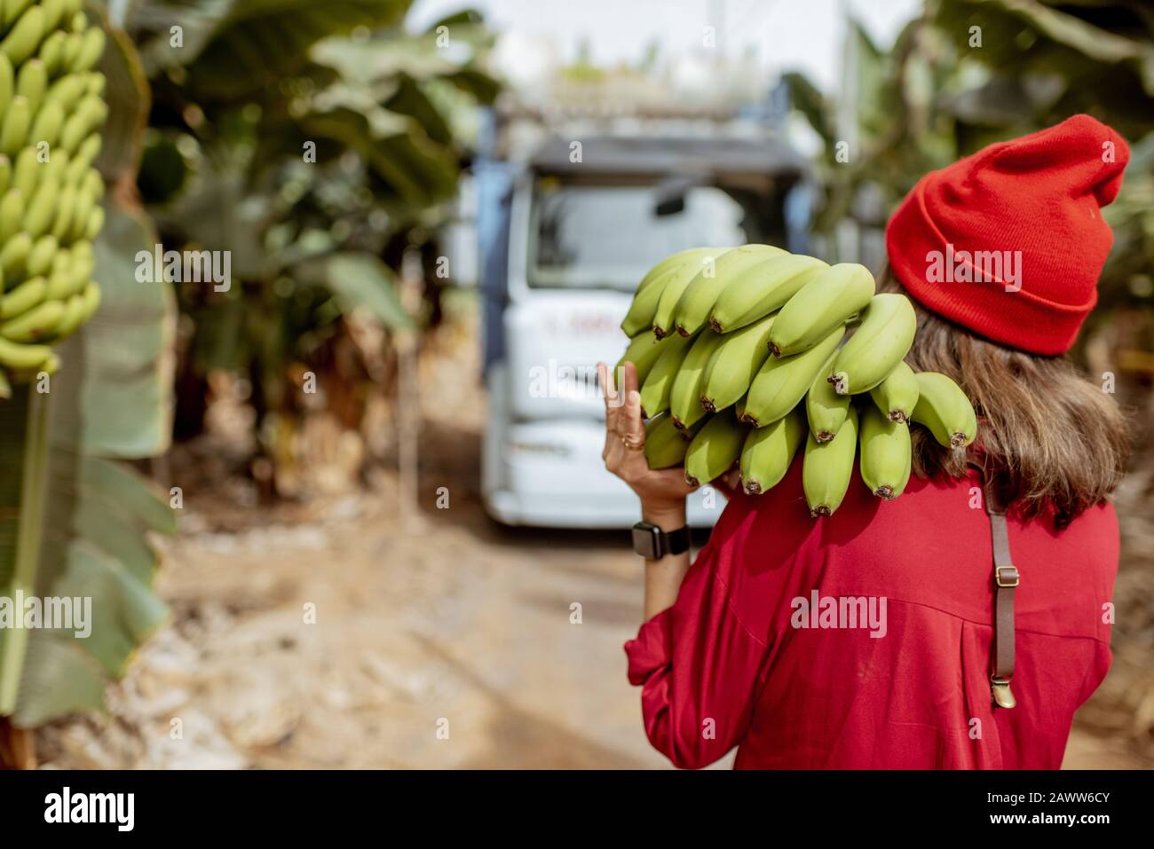 Femme portant une tige de bananes vertes fraîchement pickeup sur la plantation pendant une récolte avec camion sur le fond. Vue de l'arrière Banque D'Images