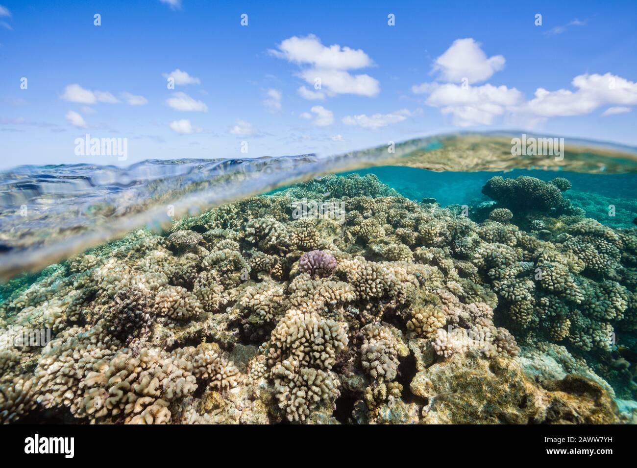 Corail Sauvage Immaculé, Fakarava, Tuamotu Archipel, Polynésie Française Banque D'Images