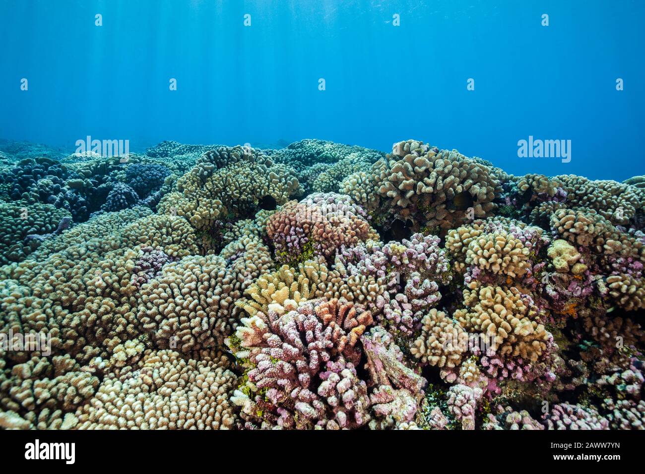 Corail Sauvage Immaculé, Fakarava, Tuamotu Archipel, Polynésie Française Banque D'Images