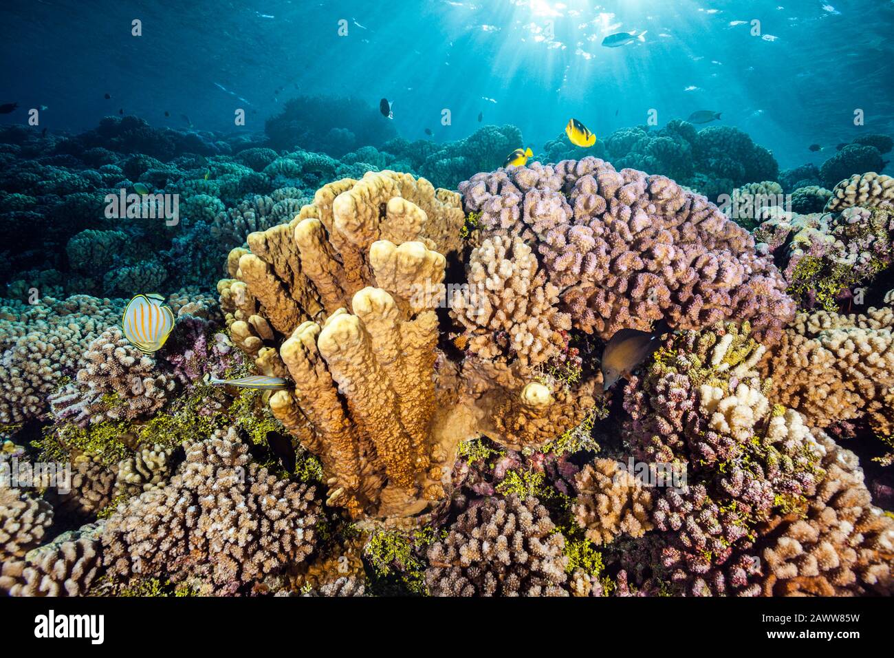 Corail Sauvage Immaculé, Fakarava, Tuamotu Archipel, Polynésie Française Banque D'Images