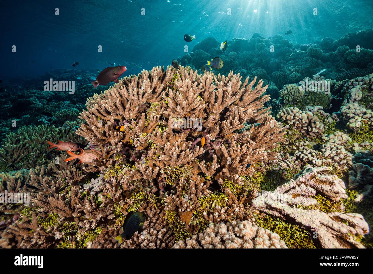 Corail Sauvage Immaculé, Fakarava, Tuamotu Archipel, Polynésie Française Banque D'Images