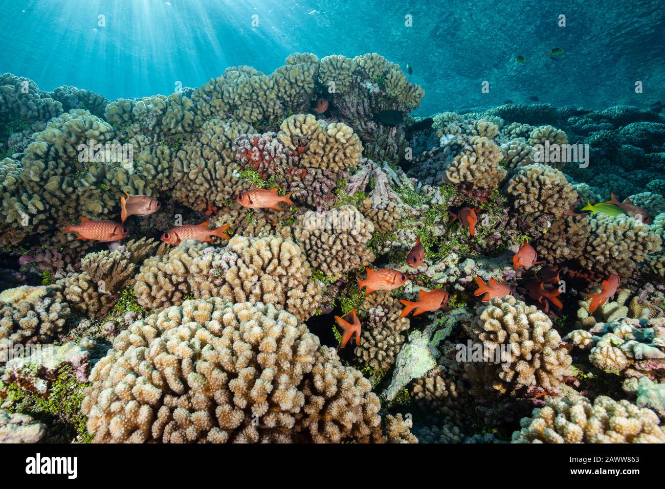 Corail Sauvage Immaculé, Fakarava, Tuamotu Archipel, Polynésie Française Banque D'Images