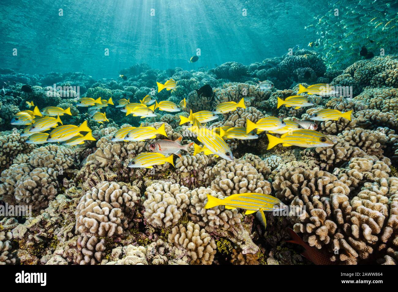 Shoal De Bluesture Snapper Sur Coral Reef, Lutjanus Kasmira, Fakarava, Tuamotu Archipel, Polynésie Française Banque D'Images