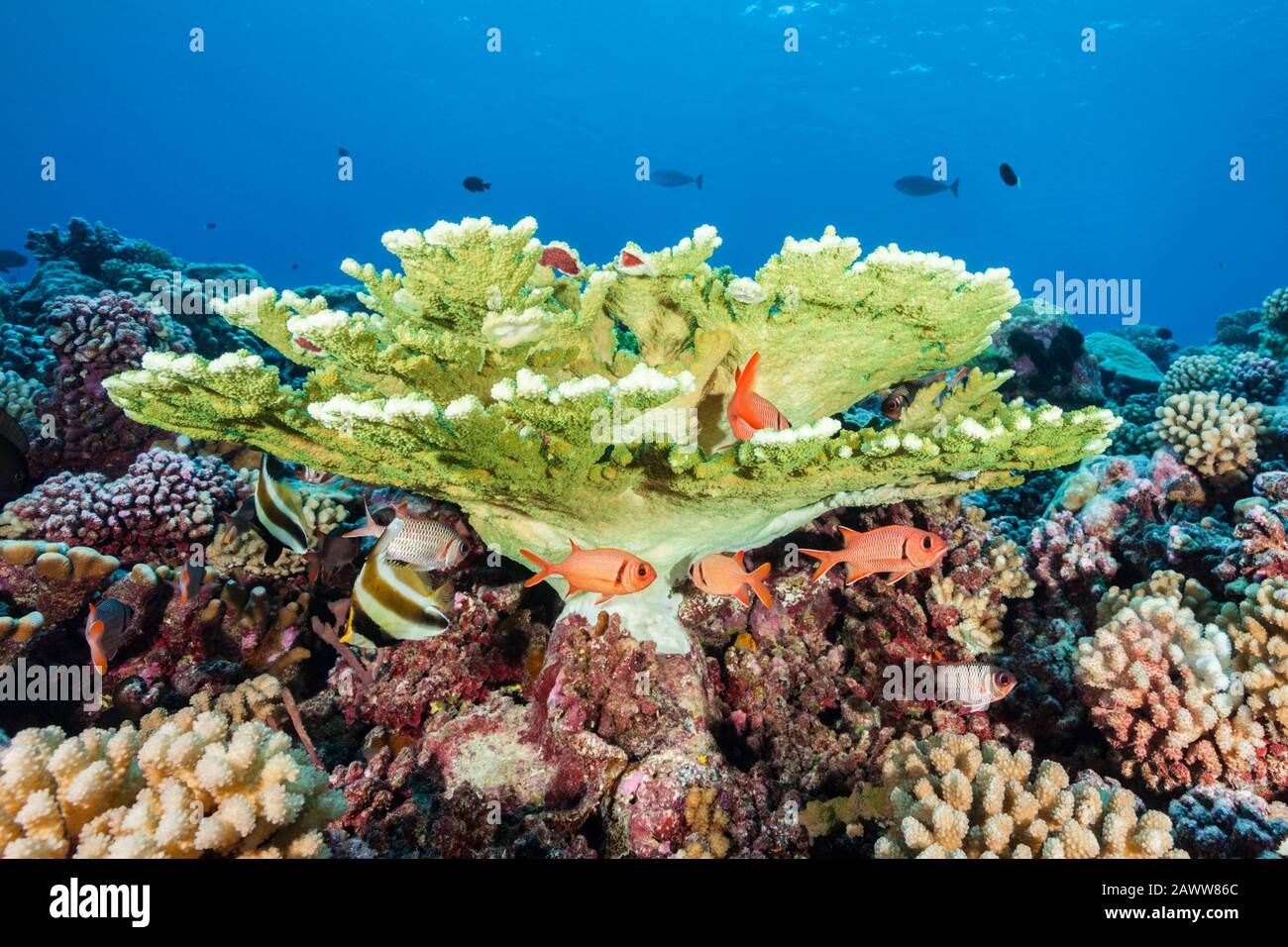 Corail Sauvage Immaculé, Fakarava, Tuamotu Archipel, Polynésie Française Banque D'Images