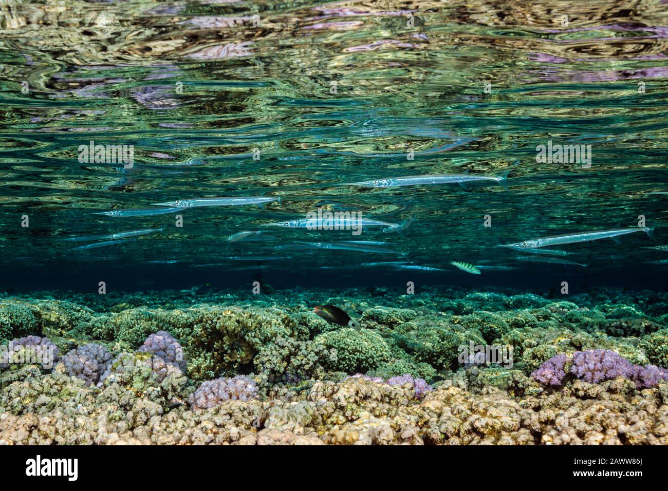 Shoal Des Aiguilles De Gauche Sur Reef Top, Strongylura Incisa, Fakarava, Tuamotu Archipel, Polynésie Française Banque D'Images