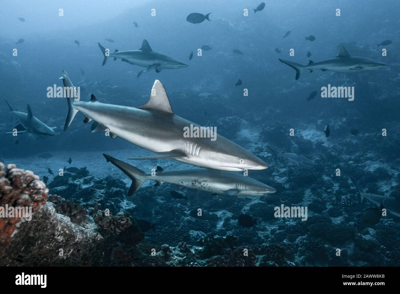 Requin De Récif Gris, Carcharhinus Amblyrhynchos, Fakarava, Tuamotu Archipel, Polynésie Française Banque D'Images