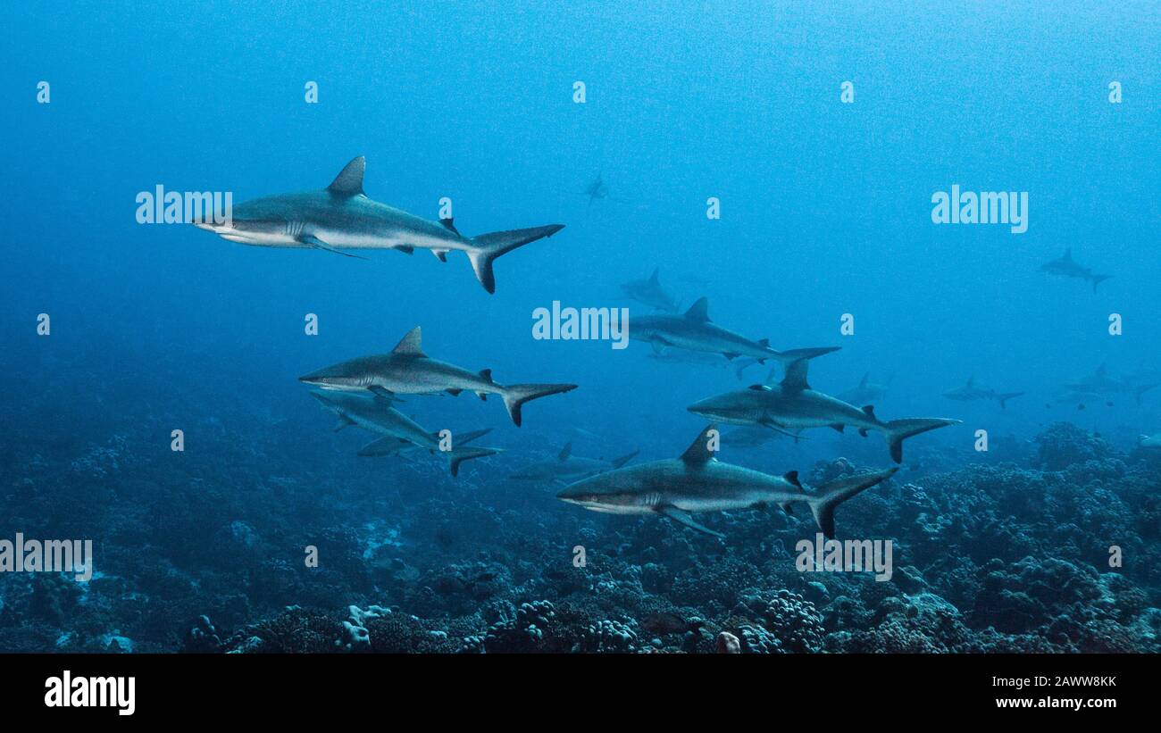 Requin De Récif Gris, Carcharhinus Amblyrhynchos, Fakarava, Tuamotu Archipel, Polynésie Française Banque D'Images