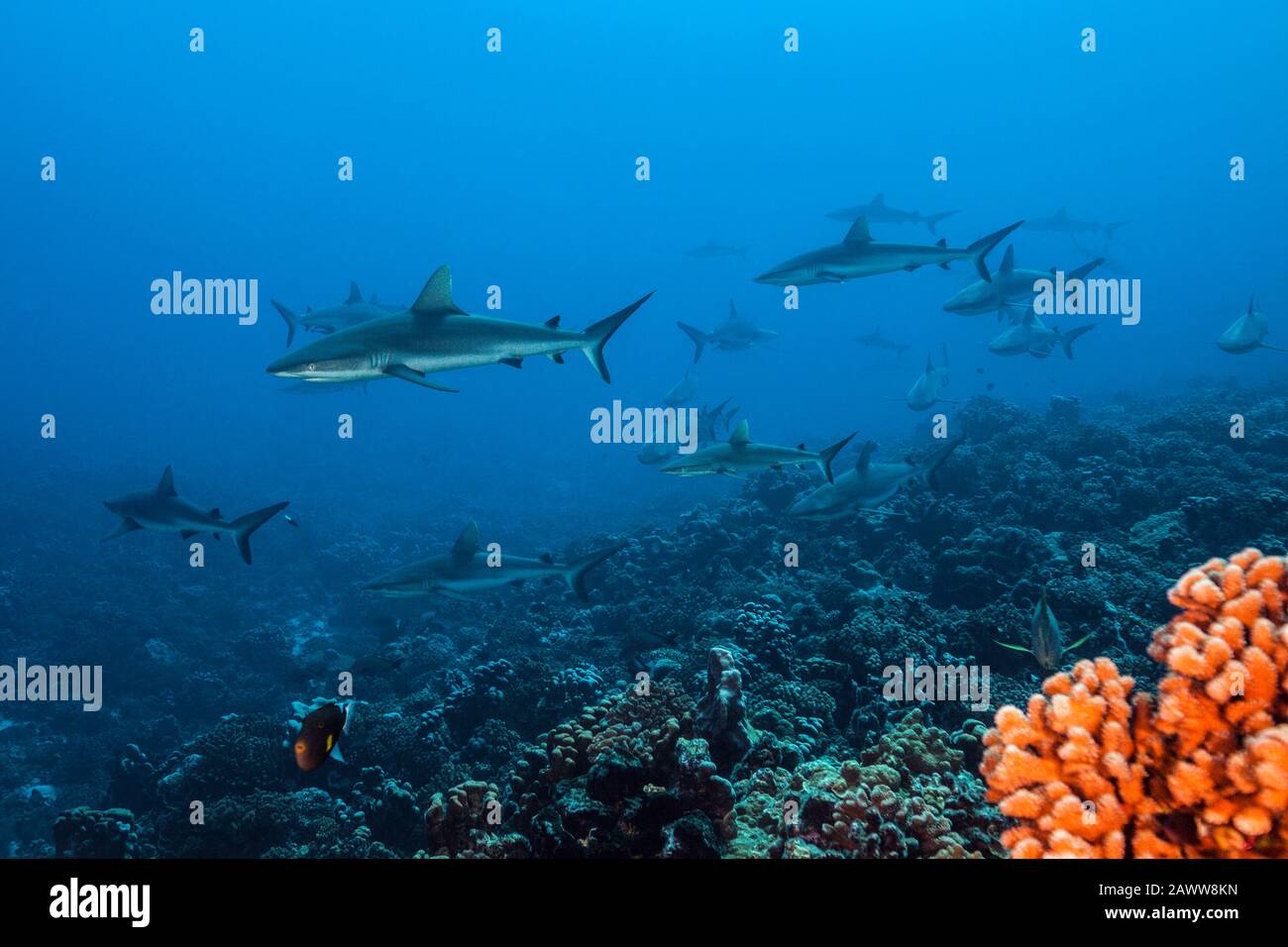Requin De Récif Gris, Carcharhinus Amblyrhynchos, Fakarava, Tuamotu Archipel, Polynésie Française Banque D'Images