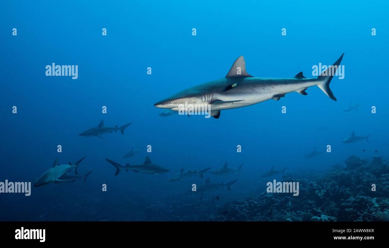 Requin De Récif Gris, Carcharhinus Amblyrhynchos, Fakarava, Tuamotu Archipel, Polynésie Française Banque D'Images