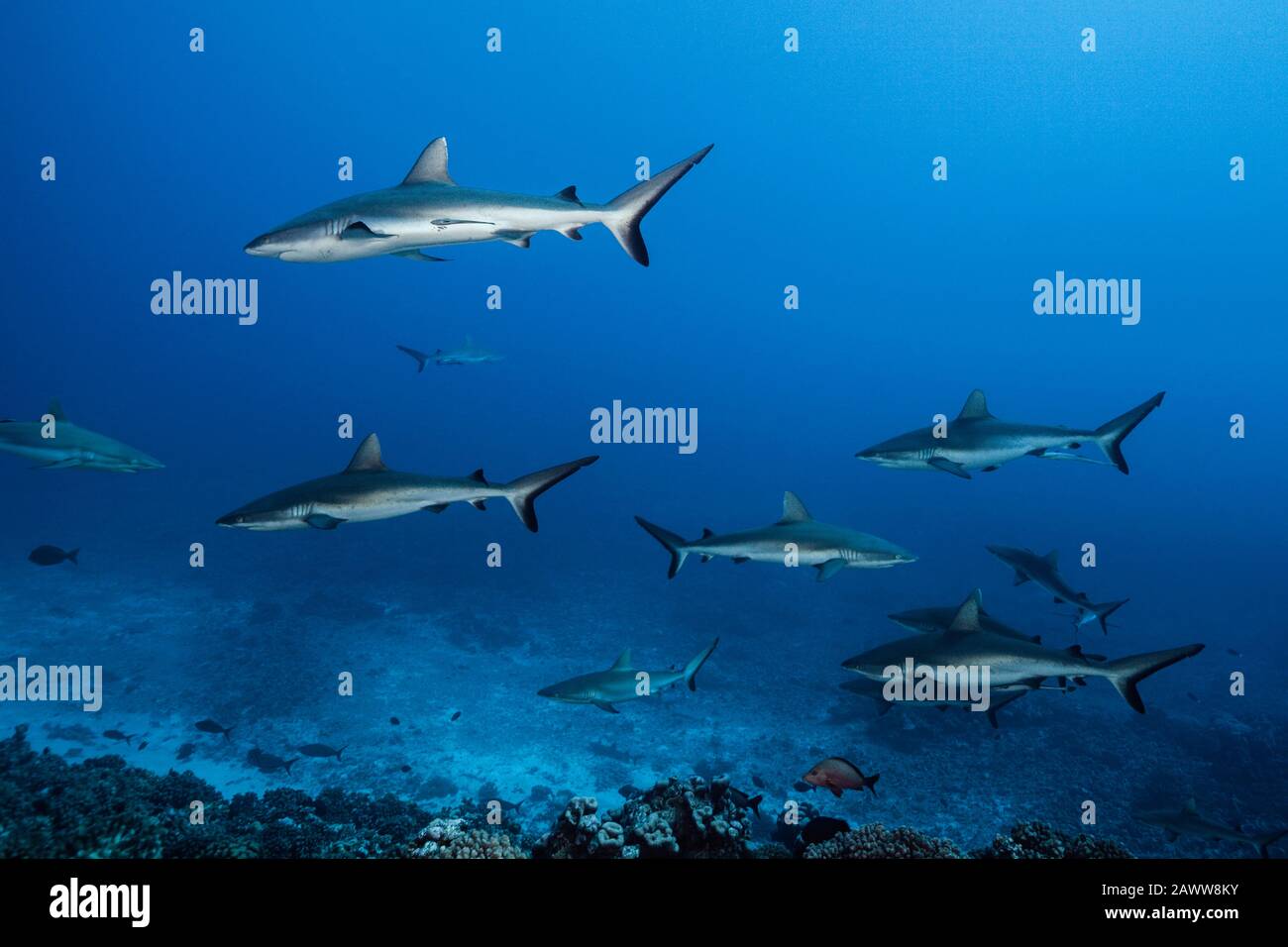 Requin De Récif Gris, Carcharhinus Amblyrhynchos, Fakarava, Tuamotu Archipel, Polynésie Française Banque D'Images
