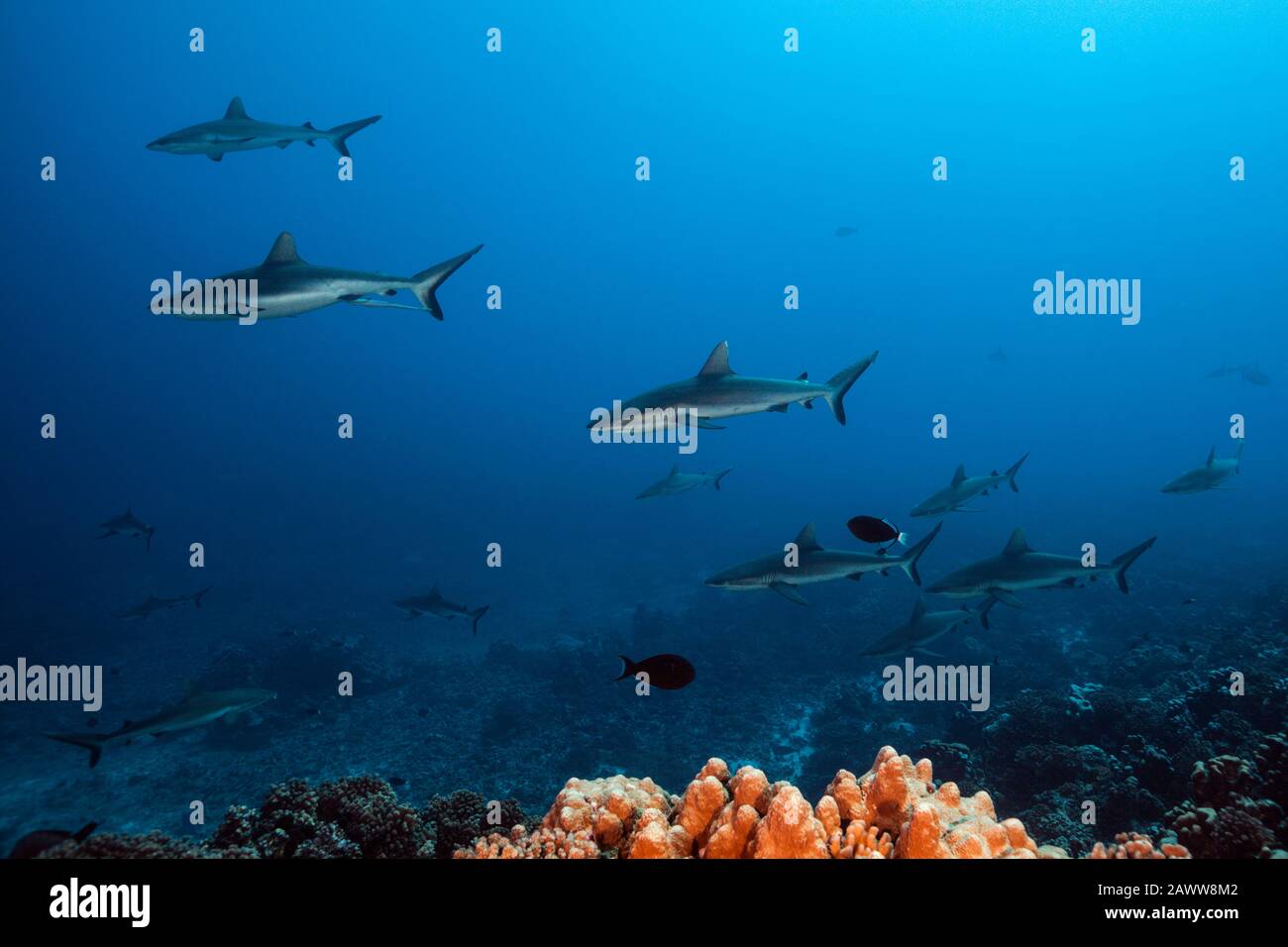 Requin De Récif Gris, Carcharhinus Amblyrhynchos, Fakarava, Tuamotu Archipel, Polynésie Française Banque D'Images