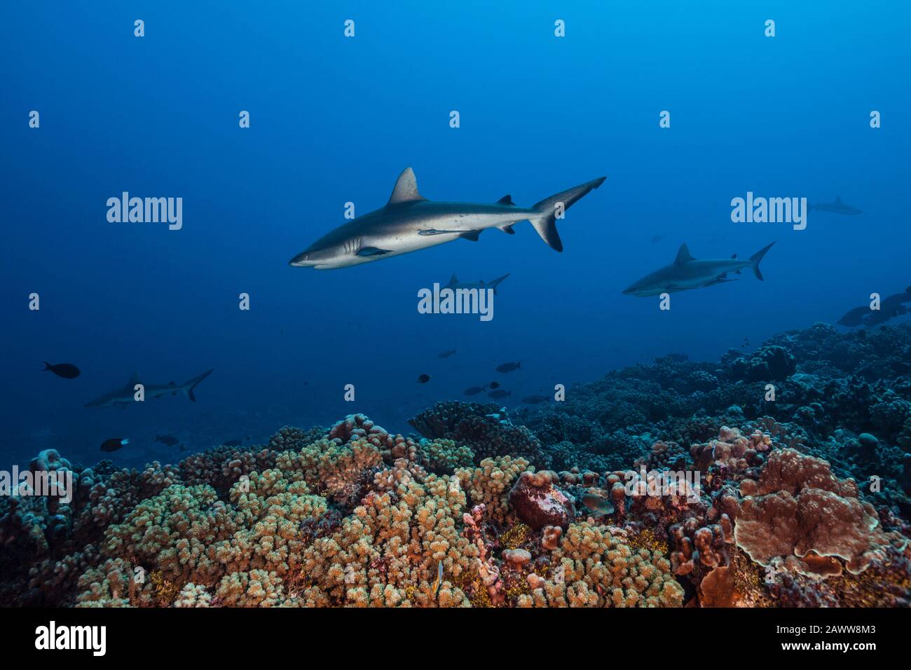 Requin De Récif Gris, Carcharhinus Amblyrhynchos, Fakarava, Tuamotu Archipel, Polynésie Française Banque D'Images