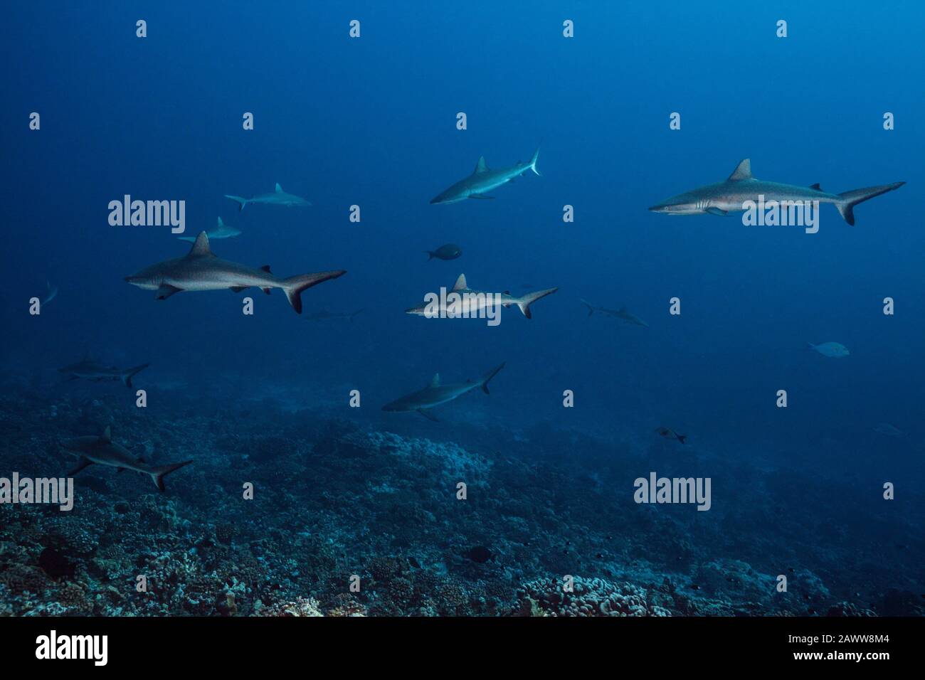 Requin De Récif Gris, Carcharhinus Amblyrhynchos, Fakarava, Tuamotu Archipel, Polynésie Française Banque D'Images