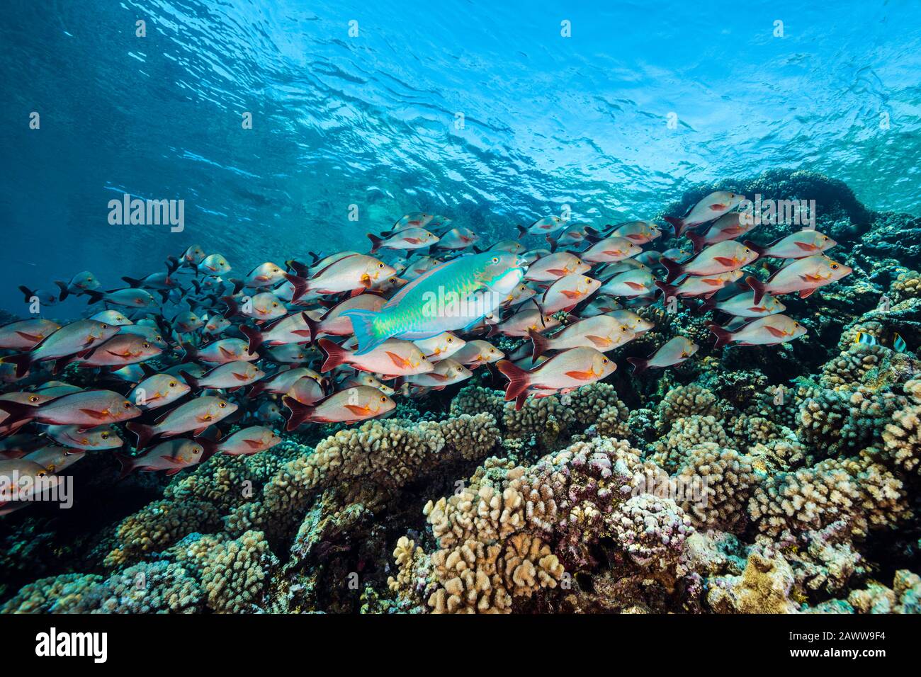 Shoal Of Humpback Snapper, Lutjanus Gibbus, Fakarava, Tuamotu Archipel, Polynésie Française Banque D'Images