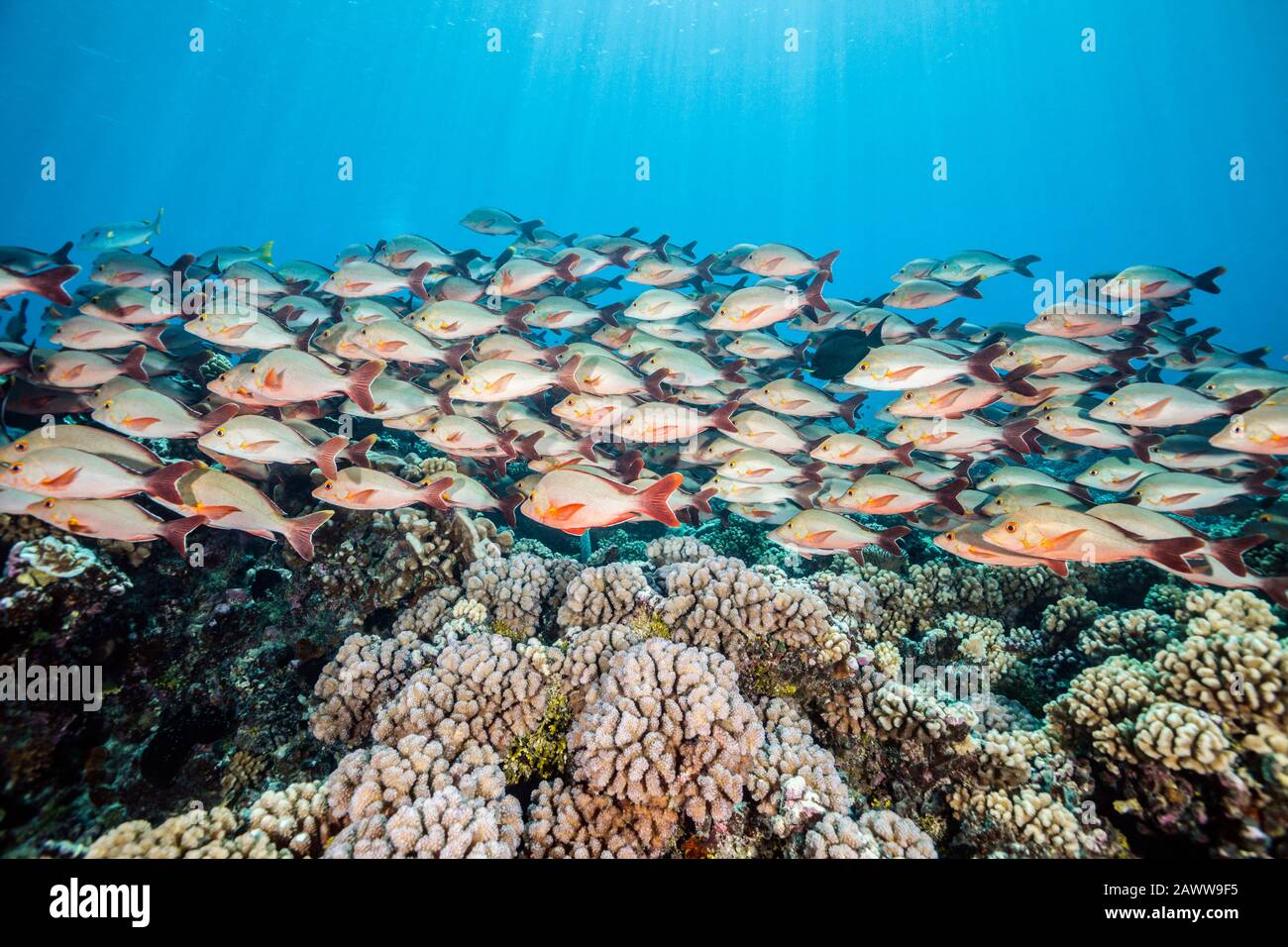 Shoal Of Humpback Snapper, Lutjanus Gibbus, Fakarava, Tuamotu Archipel, Polynésie Française Banque D'Images