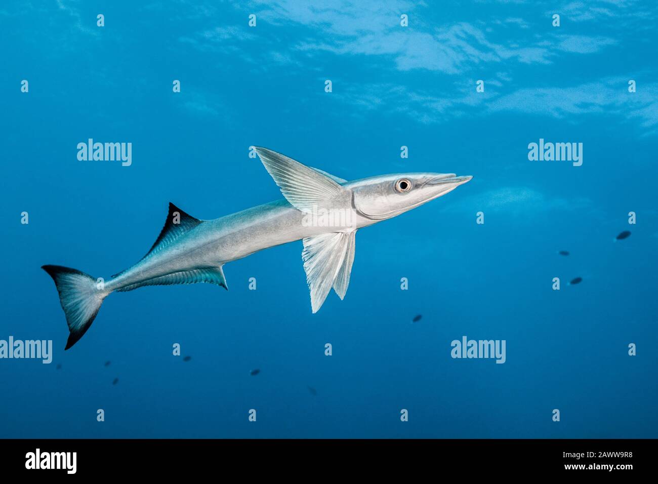 Suckerfish, Echeneis Naucrates, Fakarava, Tuamotu Archipel, Polynésie Française Banque D'Images