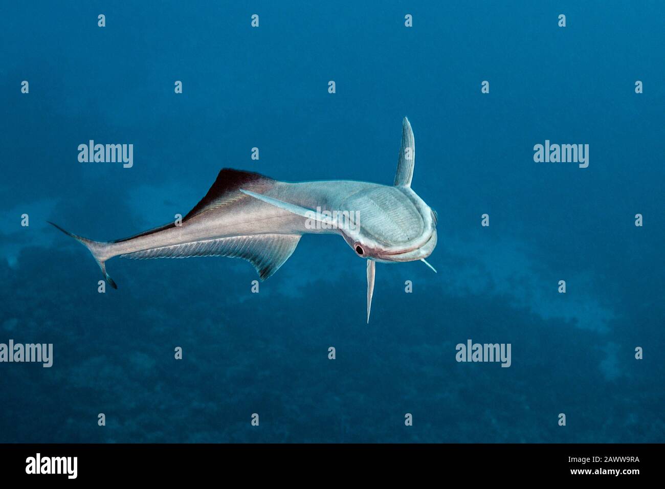 Suckerfish, Echeneis Naucrates, Fakarava, Tuamotu Archipel, Polynésie Française Banque D'Images