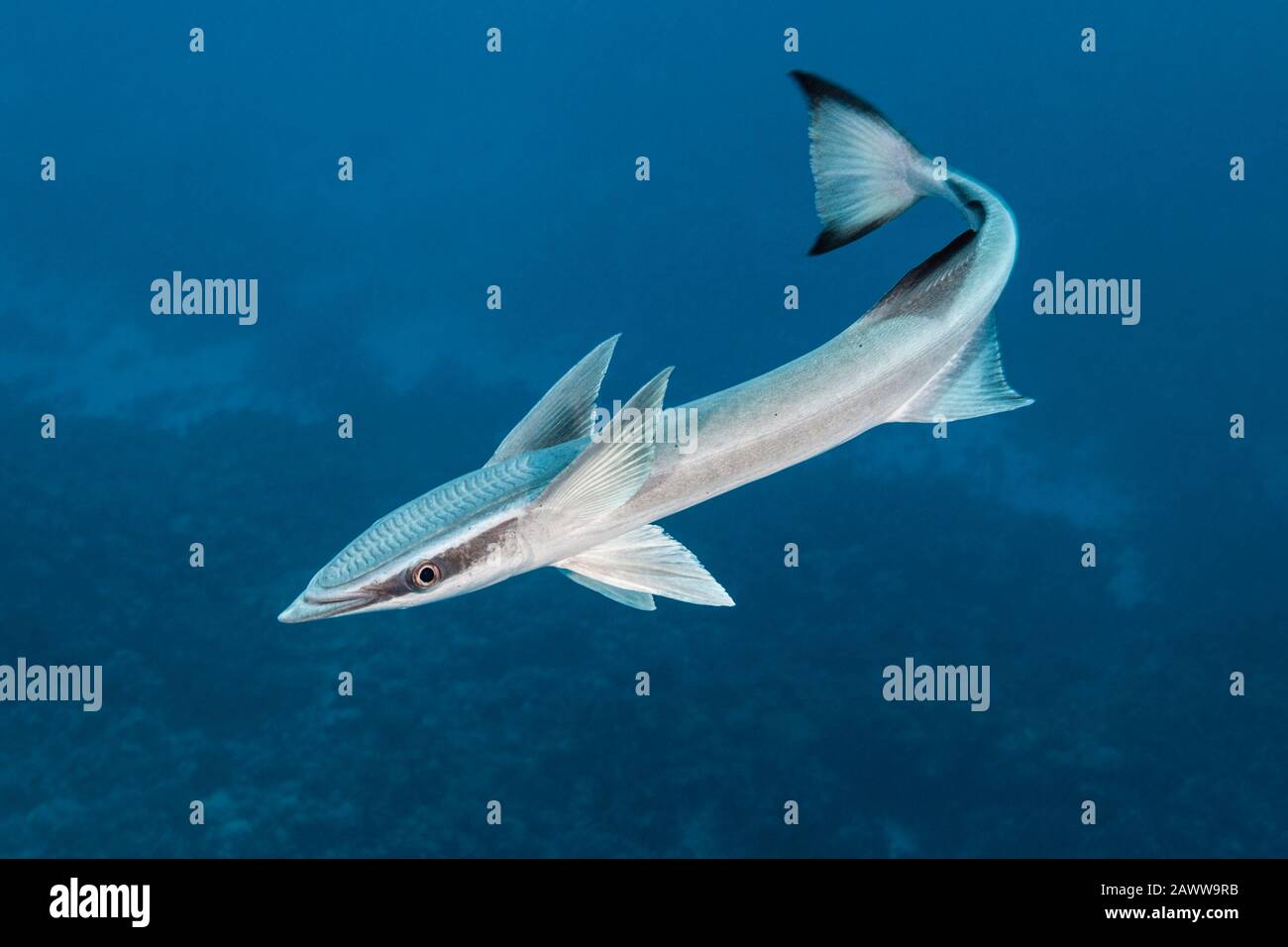 Suckerfish, Echeneis Naucrates, Fakarava, Tuamotu Archipel, Polynésie Française Banque D'Images