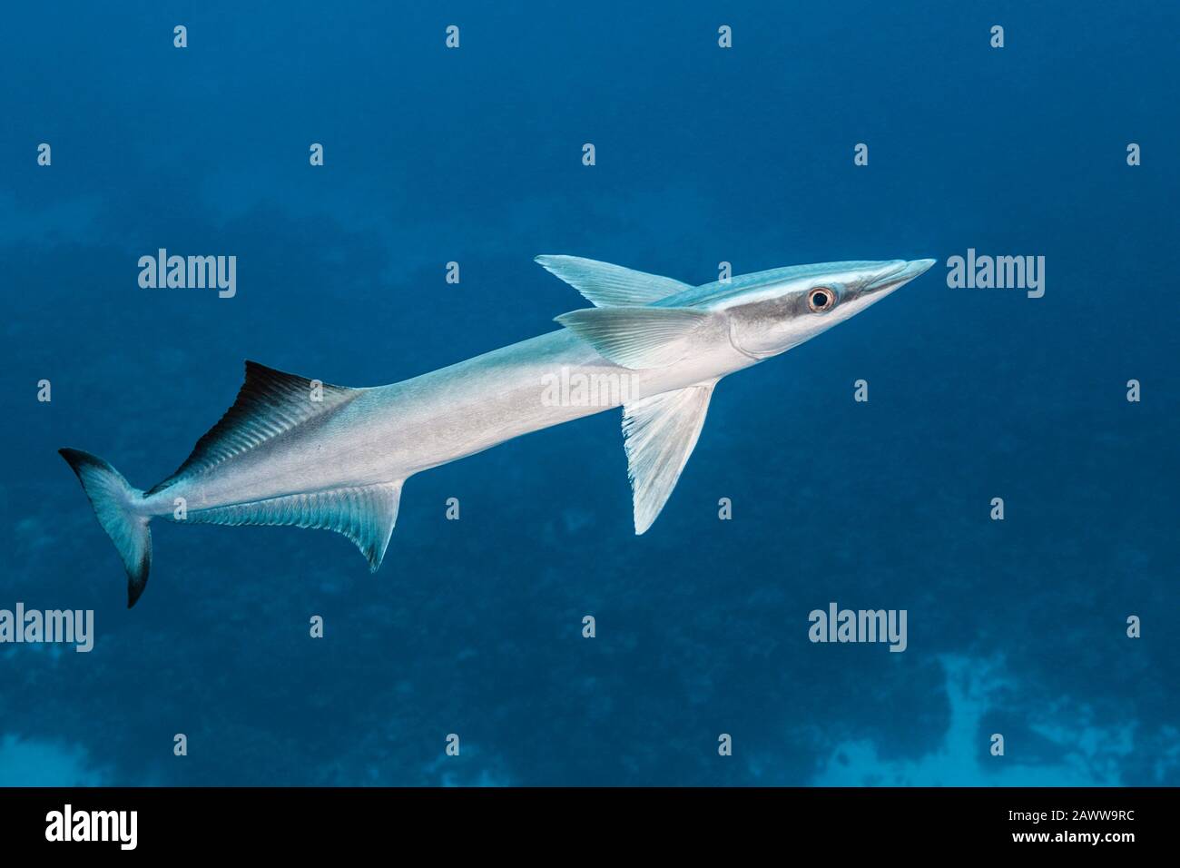 Suckerfish, Echeneis Naucrates, Fakarava, Tuamotu Archipel, Polynésie Française Banque D'Images