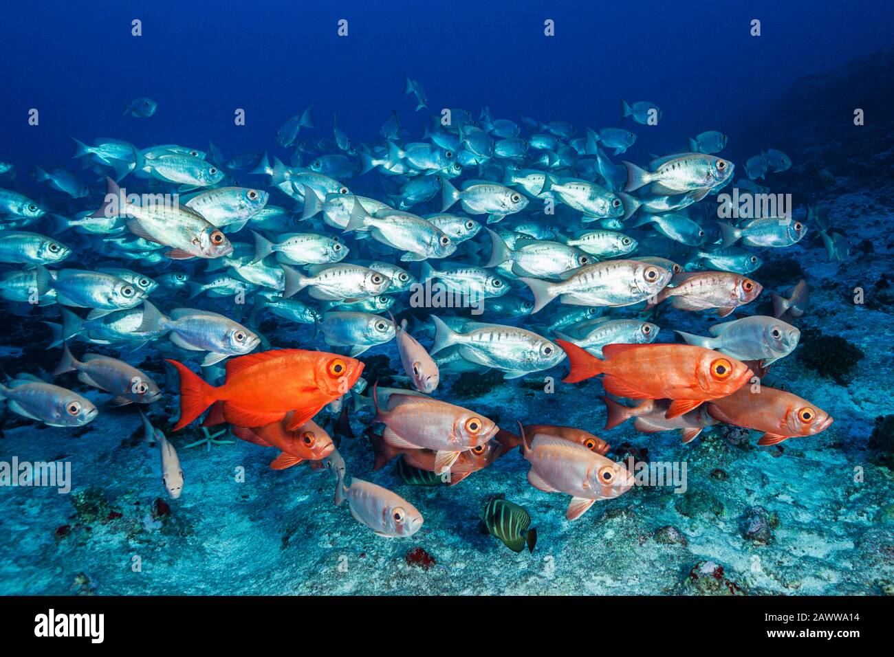 Shoal Of Crescent-Tail Bigeye, Priacanthus Hamrur, Fakarava, Tuamotu Archipel, Polynésie Française Banque D'Images