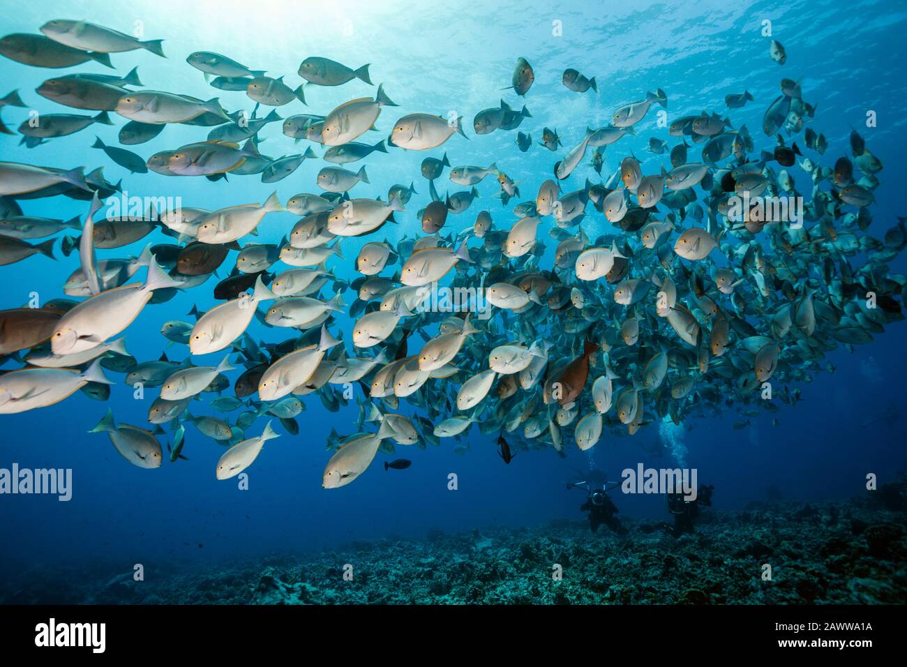 Shoal De Surgeonfish Allongé, Acanthurus Mata, Fakarava, Tuamotu Archipel, Polynésie Française Banque D'Images