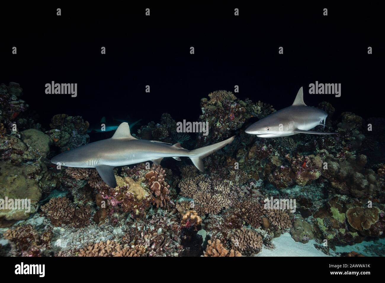 Chasse Aux Requins De Récif Gris La Nuit, Carcharhinus Amblyrhynchos, Fakarava, Tuamotu Archipel, Polynésie Française Banque D'Images