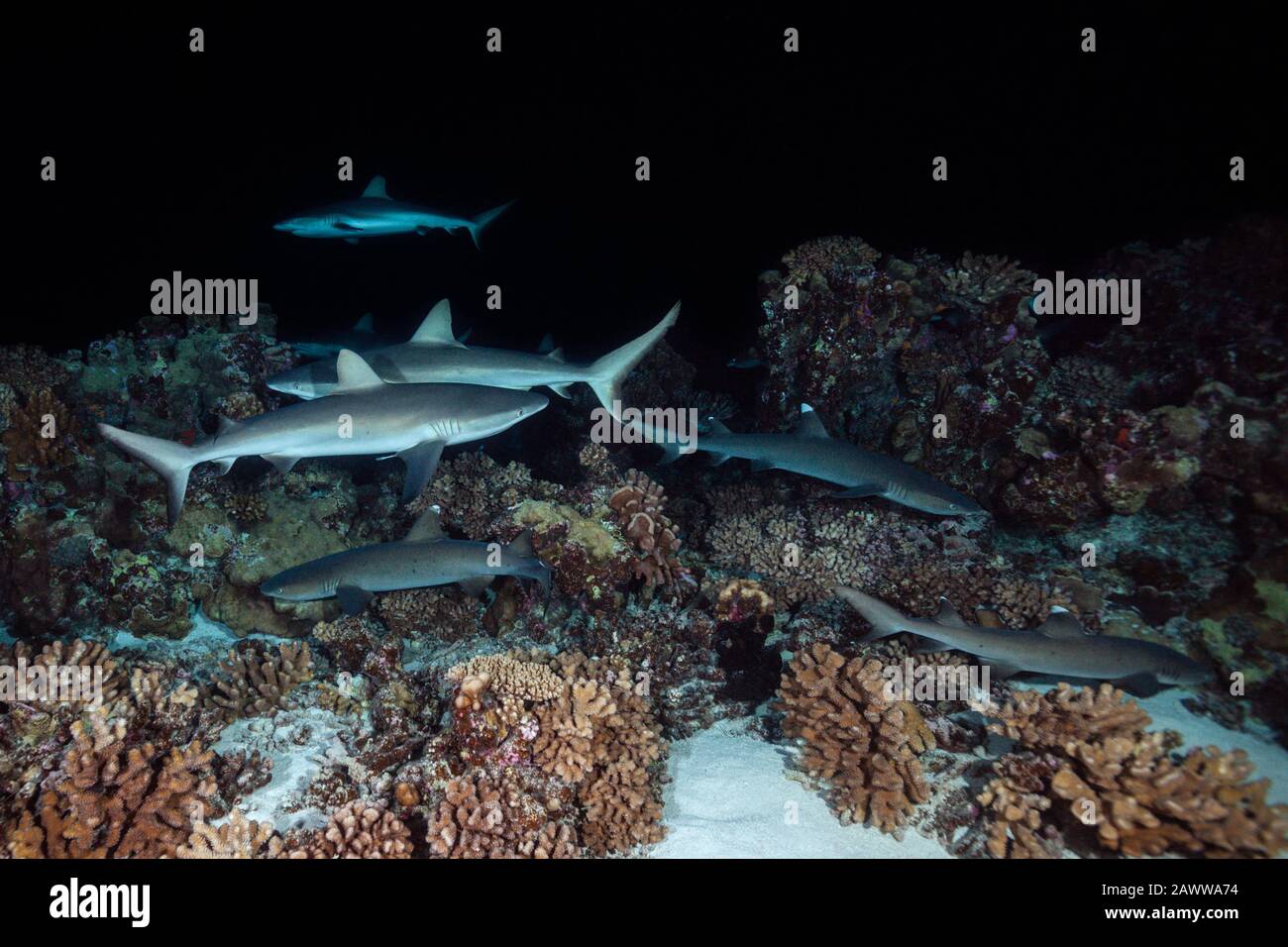Chasse Aux Requins De Récif Gris La Nuit, Carcharhinus Amblyrhynchos, Fakarava, Tuamotu Archipel, Polynésie Française Banque D'Images