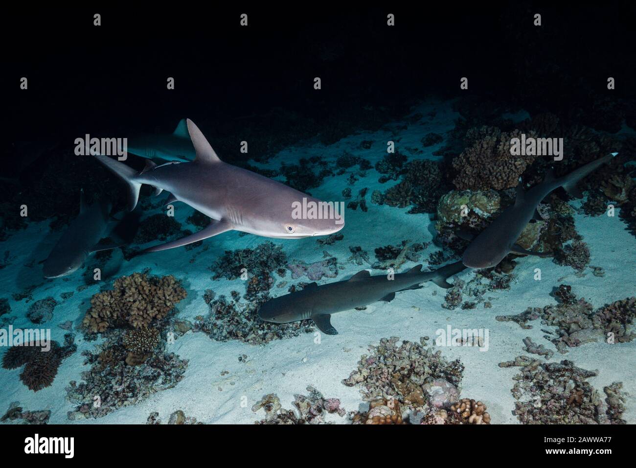 Chasse Aux Requins De Récif Gris La Nuit, Carcharhinus Amblyrhynchos, Fakarava, Tuamotu Archipel, Polynésie Française Banque D'Images