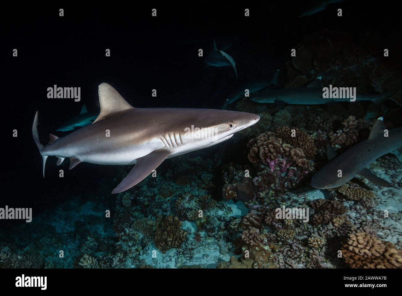 Chasse Aux Requins De Récif Gris La Nuit, Carcharhinus Amblyrhynchos, Fakarava, Tuamotu Archipel, Polynésie Française Banque D'Images