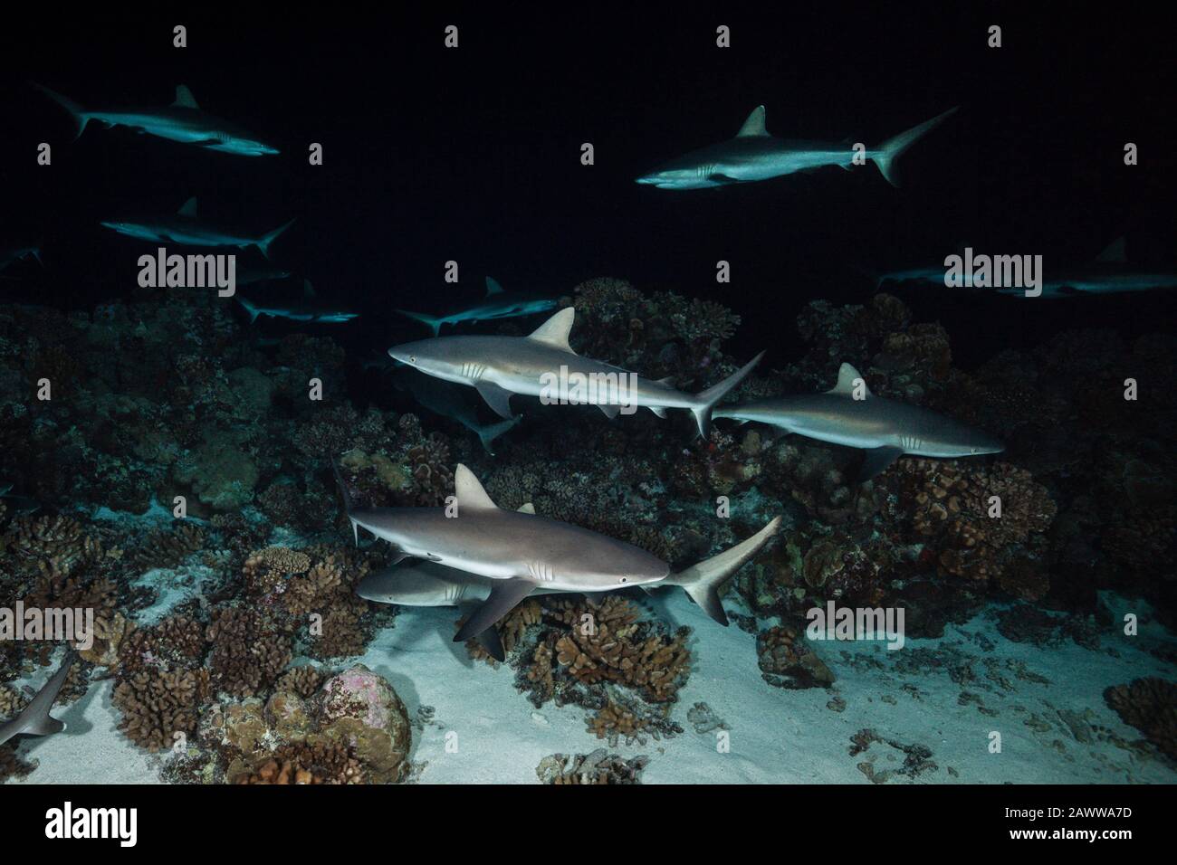 Chasse Aux Requins De Récif Gris La Nuit, Carcharhinus Amblyrhynchos, Fakarava, Tuamotu Archipel, Polynésie Française Banque D'Images