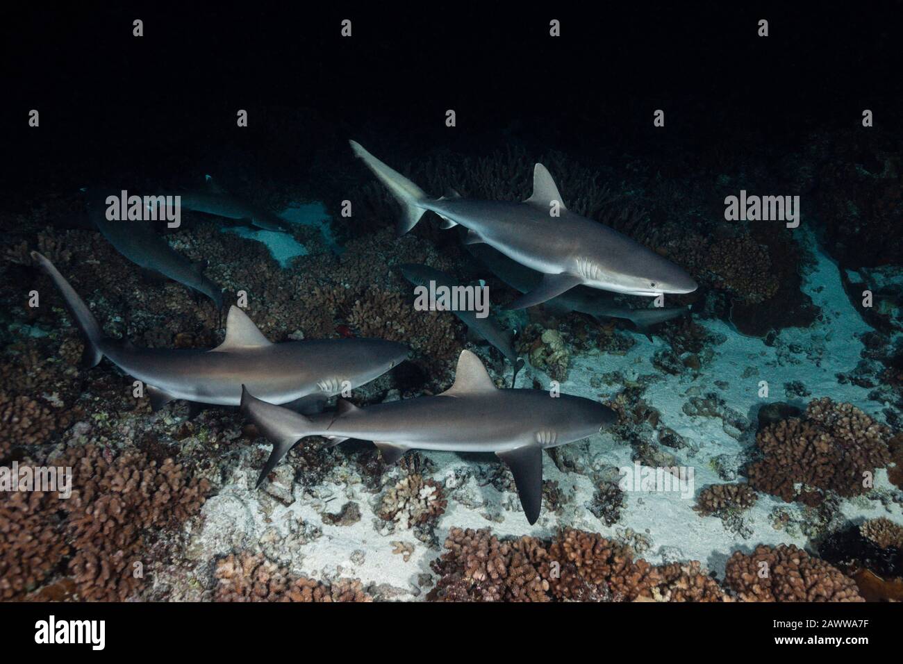 Chasse Aux Requins De Récif Gris La Nuit, Carcharhinus Amblyrhynchos, Fakarava, Tuamotu Archipel, Polynésie Française Banque D'Images