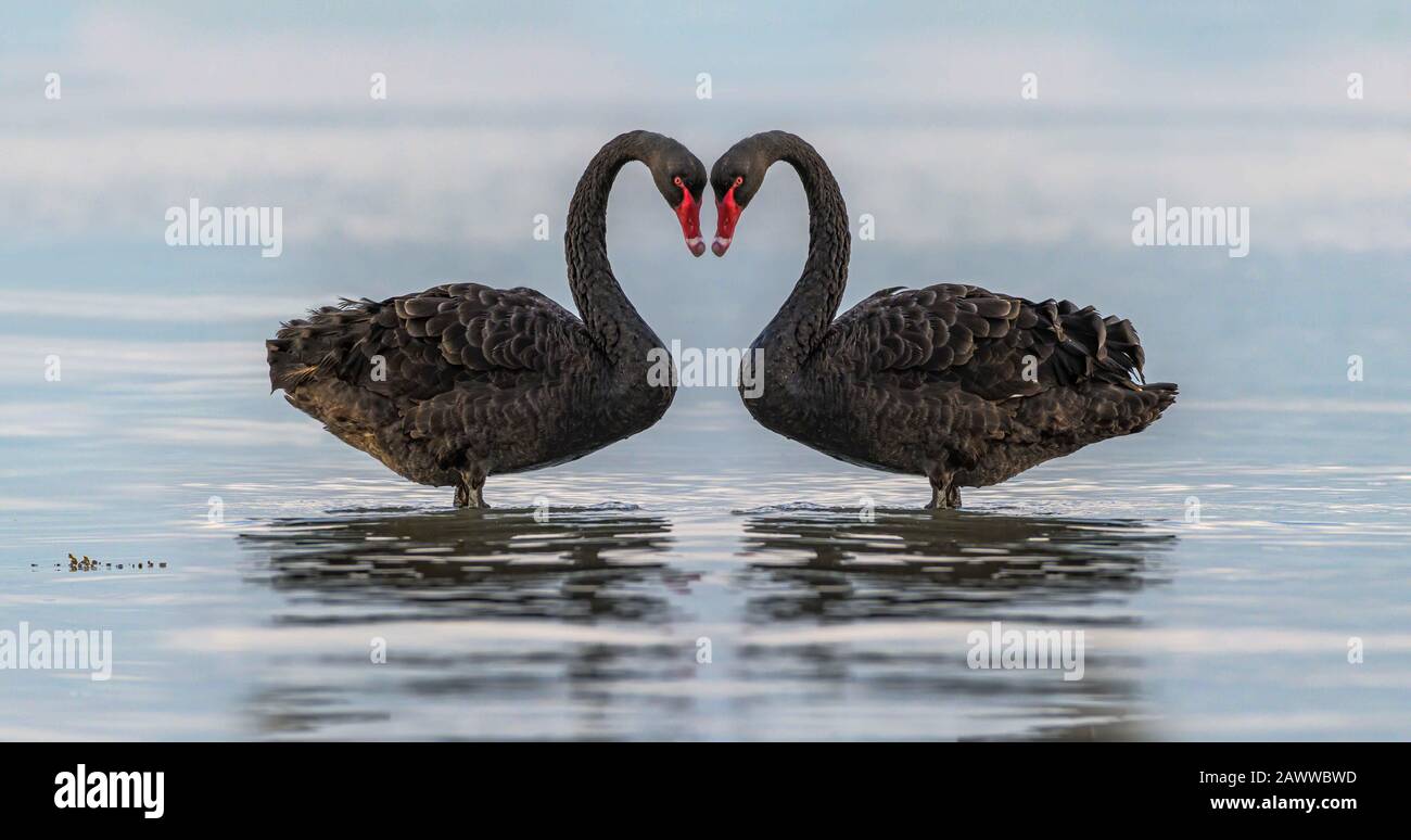 Des Cygnes Qui Font Une Forme De Coeur D Amour Avec Les Cols Photo Stock Alamy