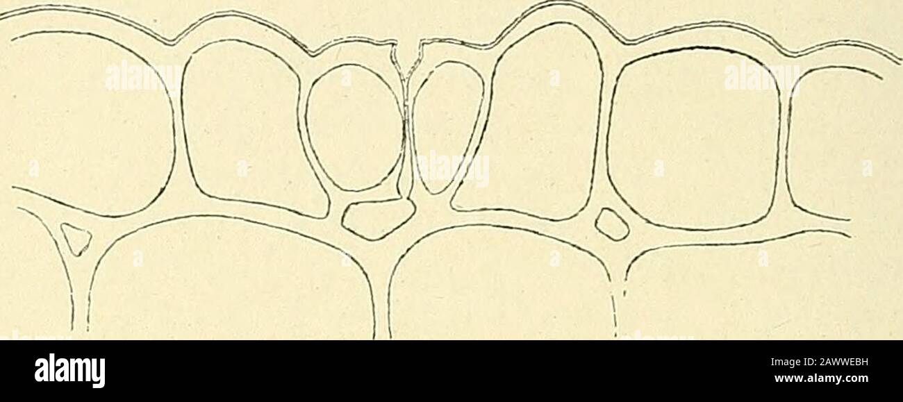 Skrifter - Det Kongelige Norske Videnskabers Selskab . Fig. 21. À videre stadi-er i utviklingen av spal-teaapningene. (^*^%). 28 HENRIK PRINTZ 1922 maate langs hver côté ned gjennem spalten indtil læbecellenesnederste del. Den anden sort spalteaapninger, hvis b3^gning voit av hosstaaendegur 23 og paa onglet. III, fig. 13, 16 og 17, har sine læbeceller loftet opover epidermiscellenes nivåa, idet de nærmest omligende celler. Fig. 22. Spalteaapning beliggende i epidermis-cellenes nivåa. Meguet liten aandehule. {°^^li). hæver sig i veiret og danner en kegleformig eller cylindrig risk papille,hvis top Banque D'Images