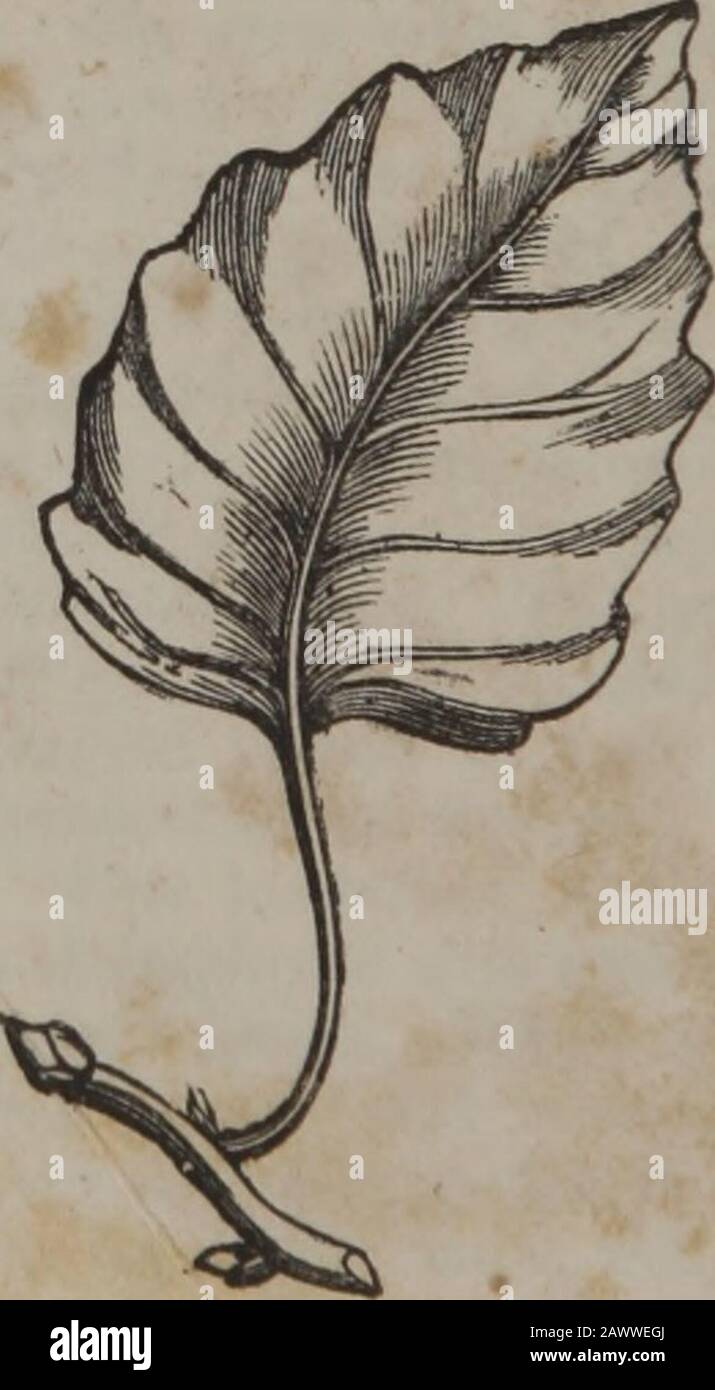 Un système amélioré de médecine botanique : fondé sur des principes physiologiques corrects : comprenant un traité complet sur la pratique de la médecine avec une materia copieuse medica . Populus Grandidentata. Populus Candicans. MATERIA MEDICA. 381. Nous l'avons adopté sur la suggestion d'un botan-ist expérimenté, qui, sans être positif, pense qu'il est probablement correct. IFIT être le P. uvedalia, nous pouvons ajouter, que les feuilles sont opposées, fleurs jaunes, composé, quelque peu ressemblant à la cupule-plante, et appartient à celle à la même classe et ordre dans les systèmes théartificiaux et naturels. Cette commande (LV) Banque D'Images