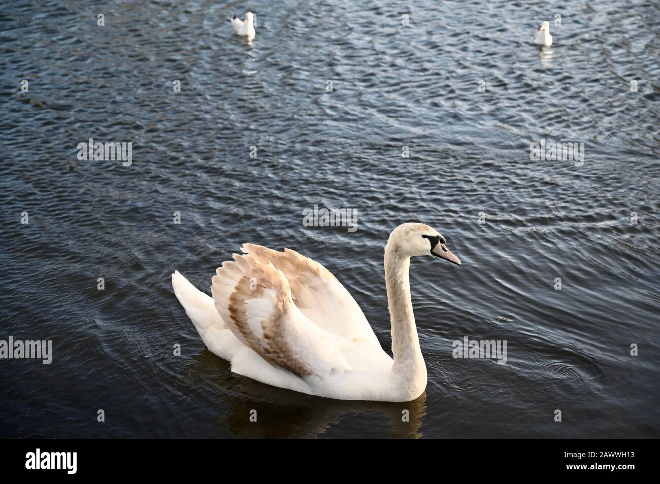 Cygnet Cygne. Racines Cray Meadows, Sidcup, Kent. ROYAUME-UNI Banque D'Images