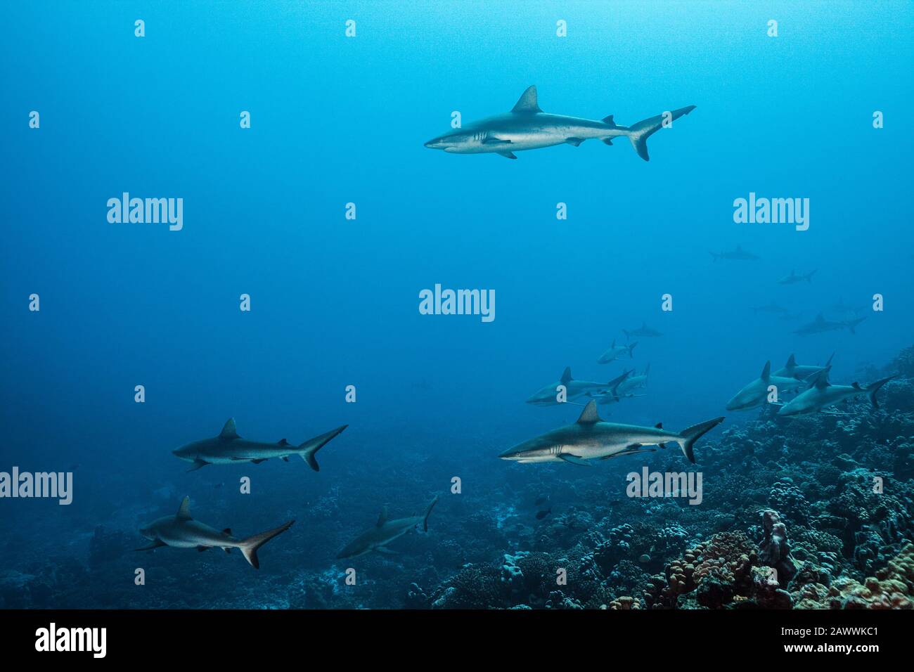 Requin De Récif Gris, Carcharhinus Amblyrhynchos, Fakarava, Tuamotu Archipel, Polynésie Française Banque D'Images