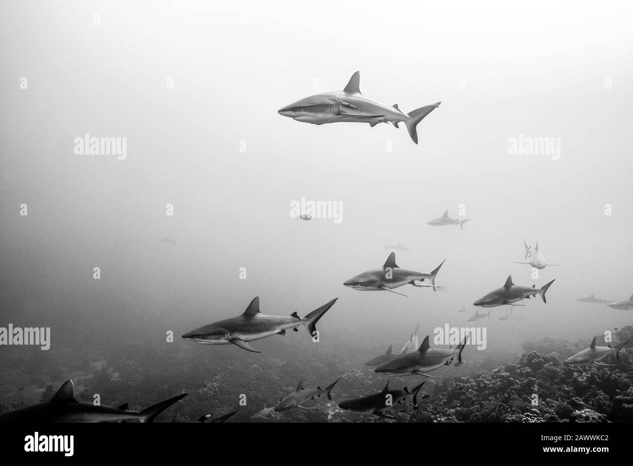 Requin De Récif Gris, Carcharhinus Amblyrhynchos, Fakarava, Tuamotu Archipel, Polynésie Française Banque D'Images